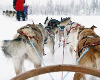 Åk hundspann i vackra vinterlandskap - Vuxen